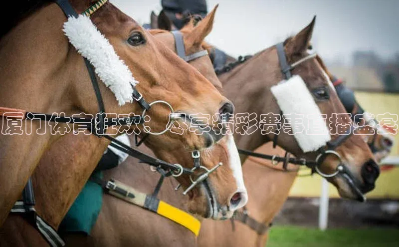 厦门体育狂欢：尽享精彩赛事直播盛宴